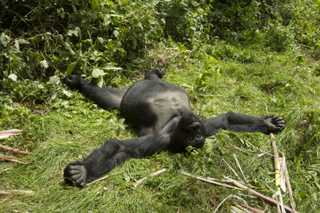 gorilla
